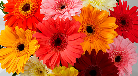 gerbera daisies.