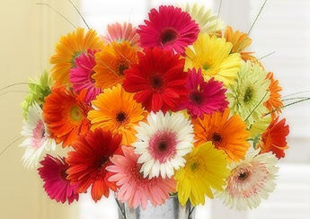 gerbera daisies.